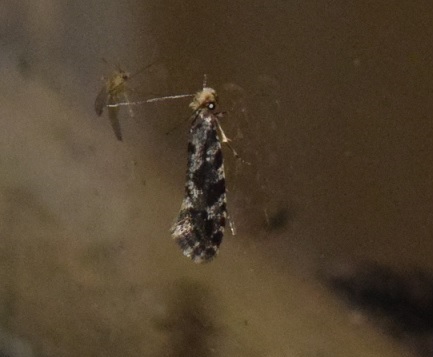 Nemapogon granella (Tineidae)?